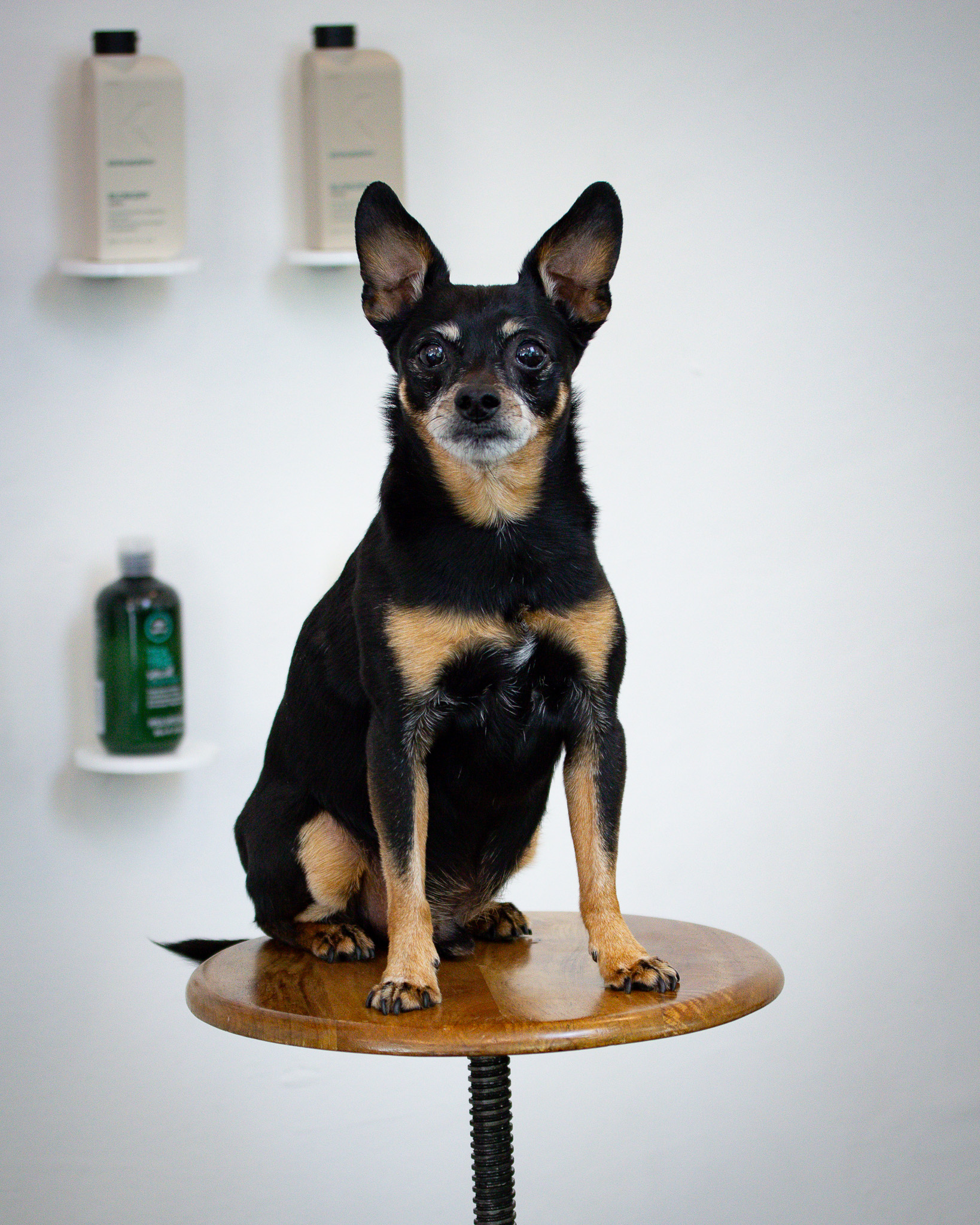 Hund Barny Lemontree Friseur Hannover Hund Barny